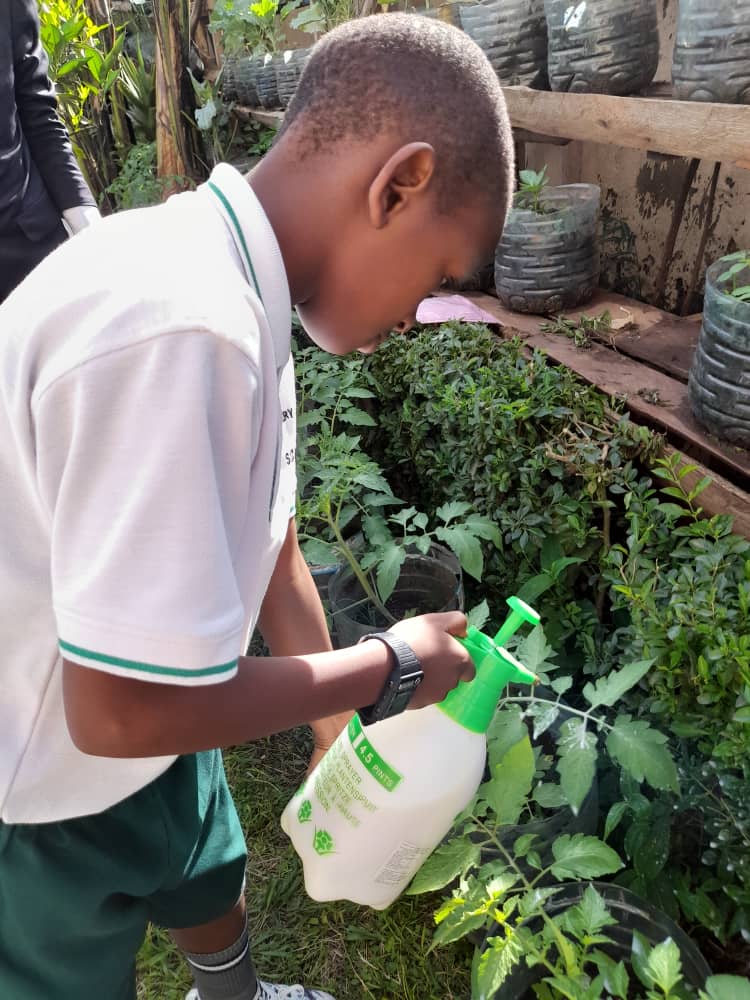 Progress of our vegetable garden