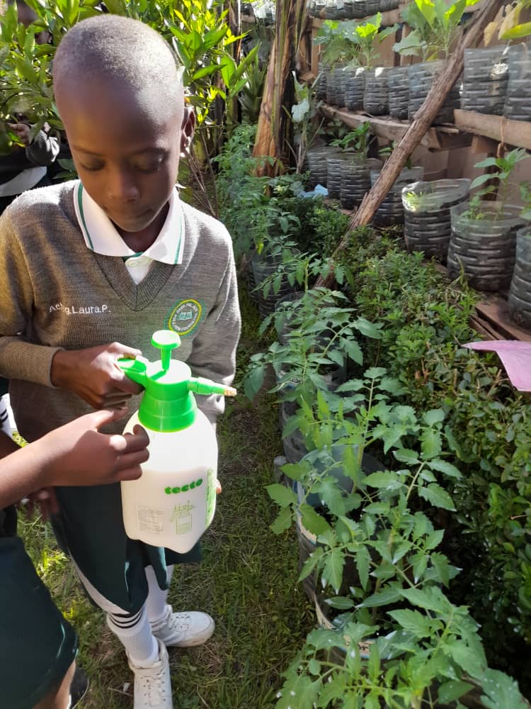 Progress of our vegetable garden