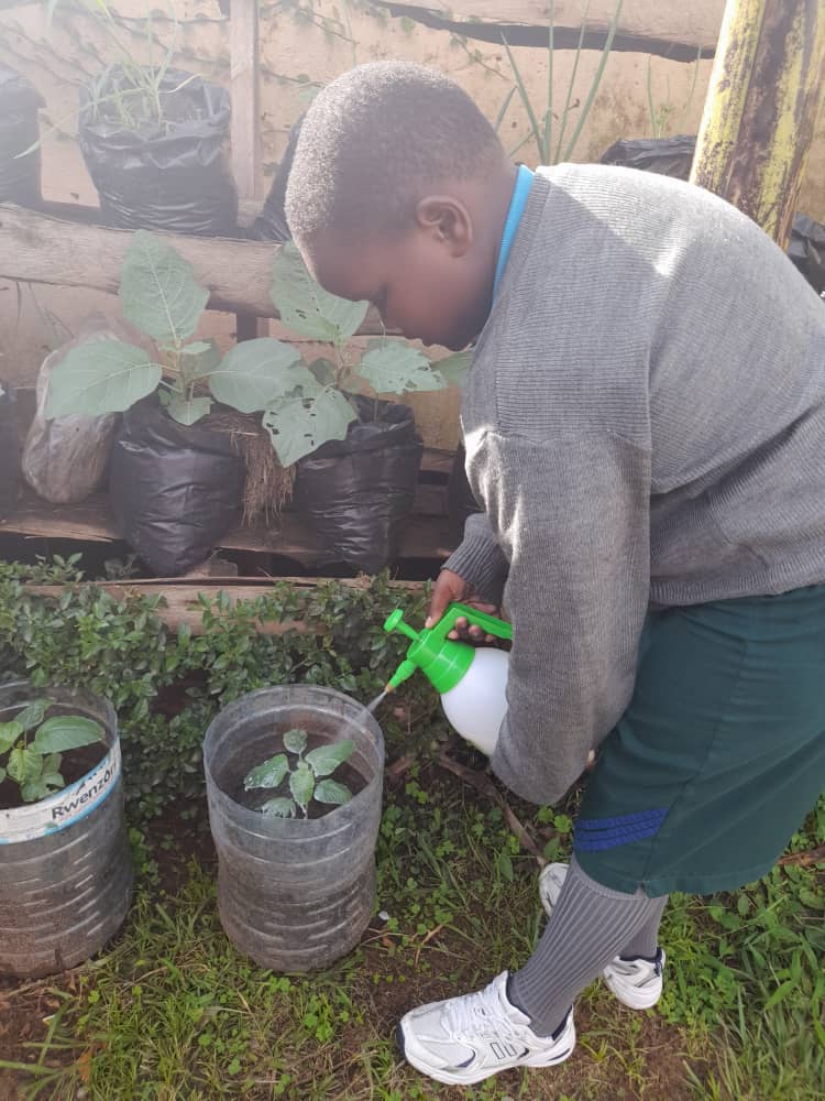 Progress of our vegetable garden