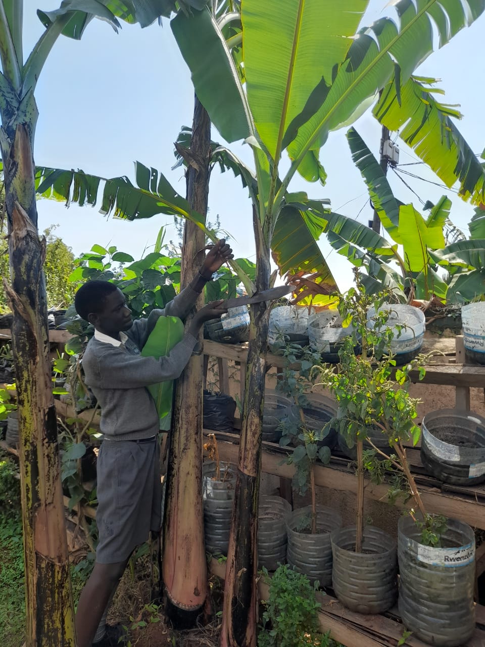 Stuart, used a pruner to trim a small part of the banana plant.